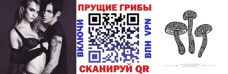 Псилоцибиновые грибы Cubensis  купить   кракен вход  Рыбное 